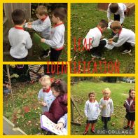 Primary 2 Leaf Identification